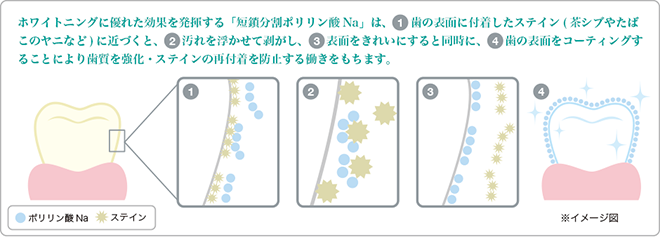 ホワイトニングに優れた効果を発揮する「短鎖分割ポリリン酸Na」が図① ステイン（茶渋やコーヒー、タバコによる歯の表面の着色汚れ）に近づきます。図② ステインに吸着し、浮かせて剥がします。図③歯の表面をきれいにしたうえでコーティングされます。図④ コーティングにより、歯質を強化し、ステイン等の汚れの再付着を防止する働きをもちます。 